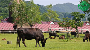 Trang trại bò Kobe nuôi bò như thế nào?